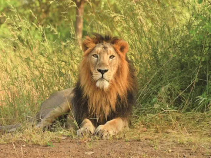 307 Asiatic lions died in Gujarat