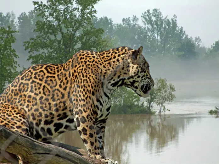 big cat leopard, maharashtra,