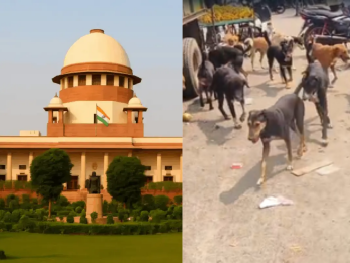 supreme court on hearing on stray dogs why not adopt children on street, सुप्रीम कोर्ट