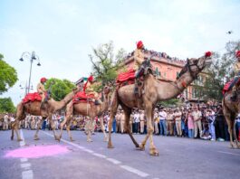 Camels (Photo- IANS)