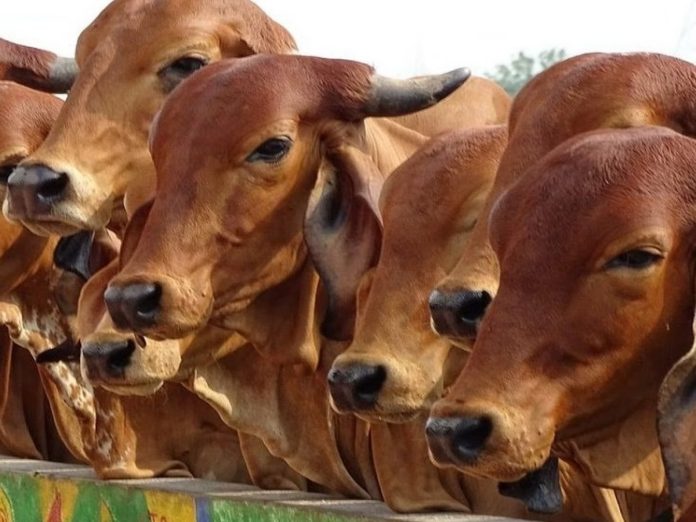 Cow