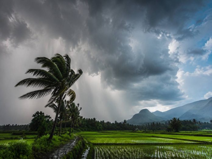 Palm trees bend over flooded rice fields as dark storm clouds roll toward distant mountains.