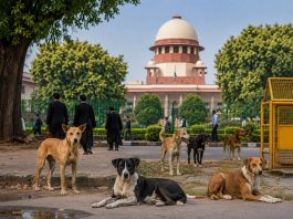 आवारा कुत्तों