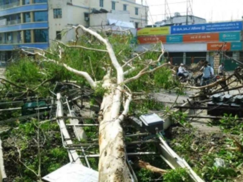 thunderstorm - bolebharat Large uprooted tree blocks a city street with scattered branches and debris, pedestrians visible in the background.