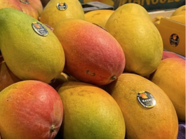 nepal-bans-import-of-indian-mangoes-express-concerns-related-to-pesticides-and-quarantine, नेपाल