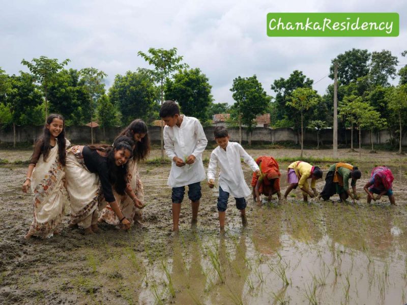 dhan ropani - bolebharat धान रोपनी, धान की रोपाई, धान की खेती