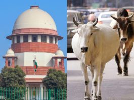 supreme-court-flags-concern-over-stray-cattles-directed-govt-to compensate victims, सुप्रीम कोर्ट