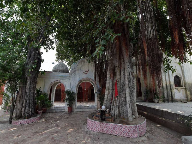 Courtyard with a giant banyan tree in a circular pink-tiled planter, white temple arches in the background.